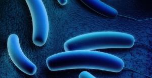La Legionella y la importancia de su prevención