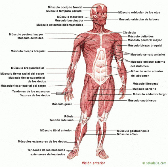 Atlas anatómico. Información anatómica del cuerpo humano ...