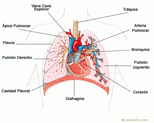 Pulmones y corazón