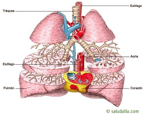 Relaciones anatómicas de los pulmones