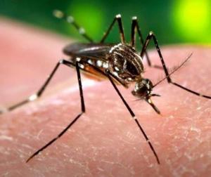 Virus Zika: guía informativa