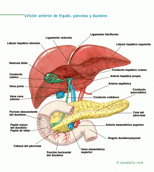 Visión anterior de hígado, páncreas y duodeno
