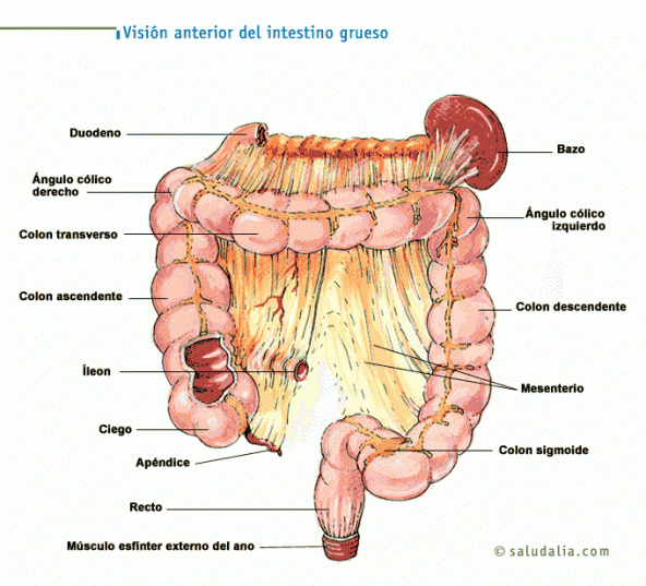 Visión anterior del intestino grueso