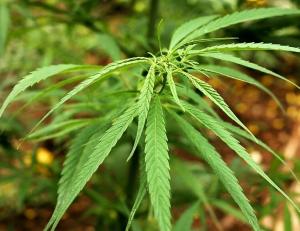 Cannabis medicinal, la marihuana como medicina