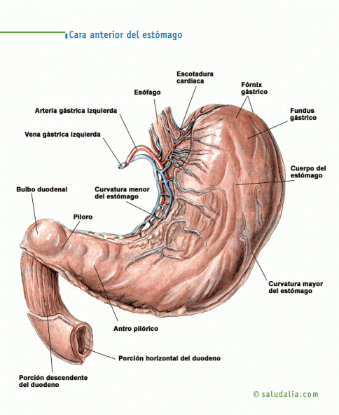 Cara anterior del estómago
