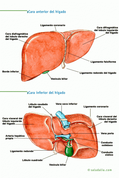 Caras anterior e inferior del hígado