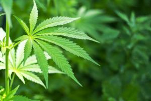 El cannabis para el tratamiento de adicciones y de la epilepsia