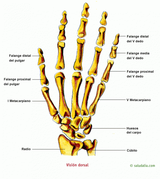 Esqueleto de la mano