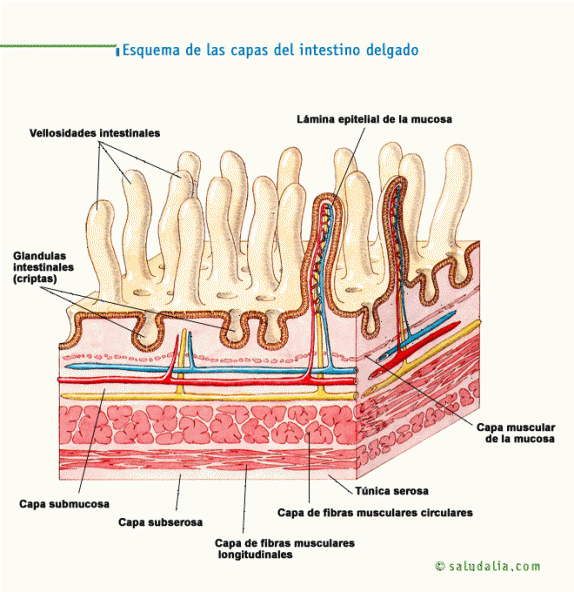 Esquema de las capas del intestino delgado