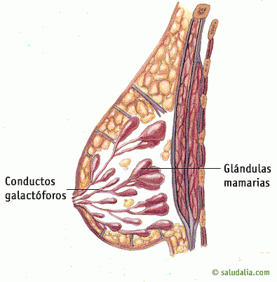 Glándula mamaria