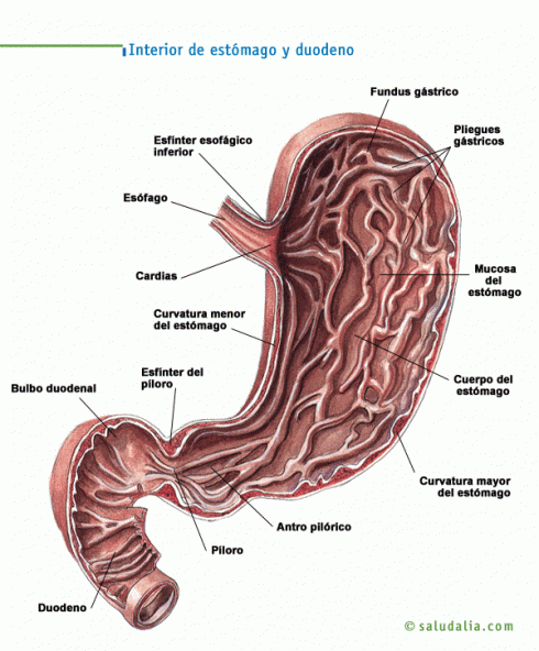 Interior de estómago e duodeno