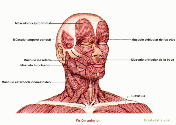 Músculos de cabeza y de cuello