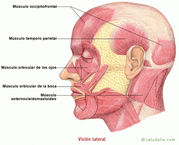 Músculos de la cabeza