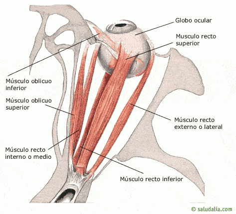 Músculos extraoculares