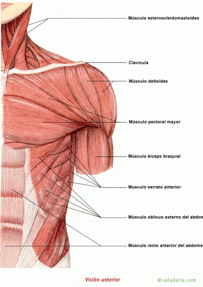Músculos del tronco
