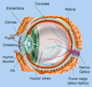 Dibujo del ojo humano
