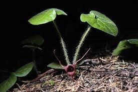 planta