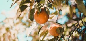 Propiedades medicinales de las hojas de naranjo