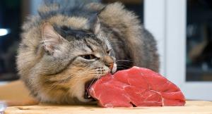 Pros y contras de la dieta BARF para gatos