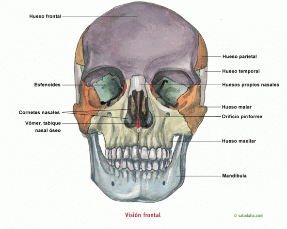 Visión frontal del cráneo