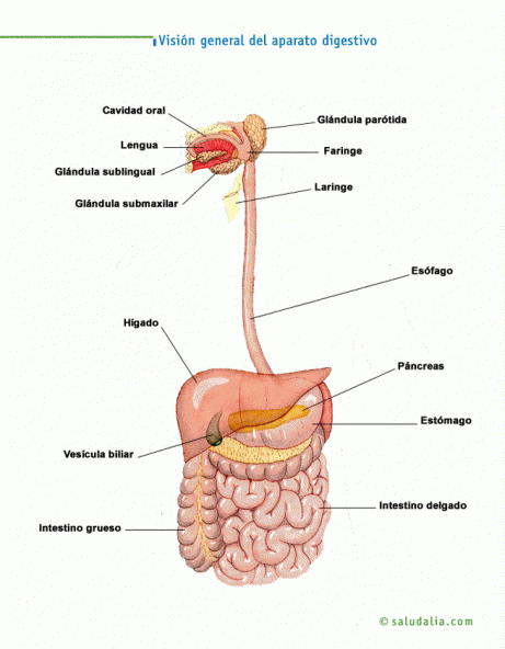 Visión general del aparato digestivo