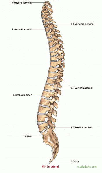 Visión lateral de la columna vertebral