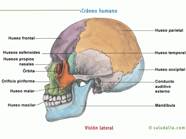 Visión lateral del cráneo