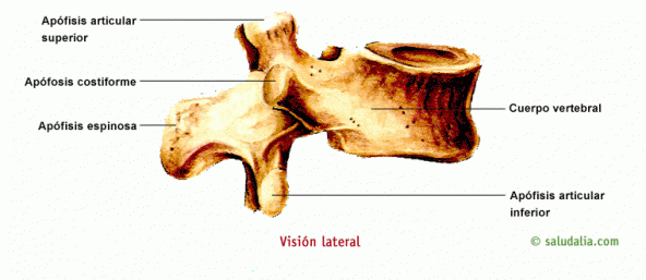 Visión lateral de la vértebra lumbar