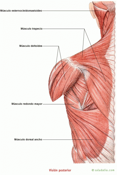 Visión posterior de los músculos del tronco