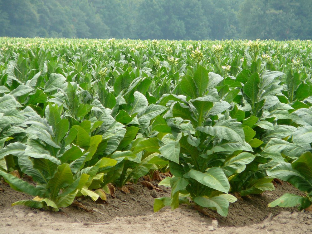 Resultado de imagen para planta del tabaco